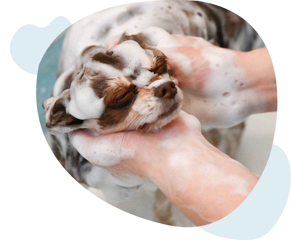 出張トリミング